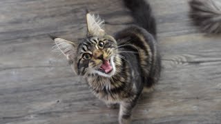 Maine Coon Kitten Moose Meowing [upl. by Sheff514]