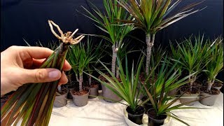 How to grow Dracaena plants from cuttings [upl. by Laura]