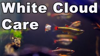 White Cloud Mountain Minnow Care and Breeding [upl. by Akitan]