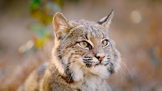 The Mystery and Magic of Bobcats [upl. by Olympie]