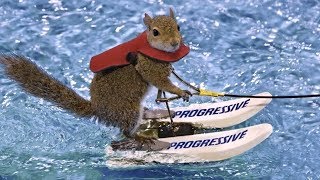 Twiggy the Waterskiing Squirrel Retires After 39 Years of Fame [upl. by Viv]