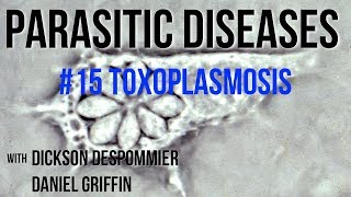 Parasitic Diseases Lectures 15 Toxoplasmosis [upl. by Gabrielle]