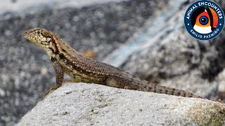 The curly tailed lizard invasion [upl. by Eslehc113]