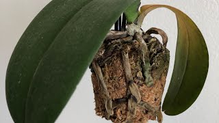 My Orchid Is Dying Phalaenopsis Orchid Rescue Repotting [upl. by Lajes547]