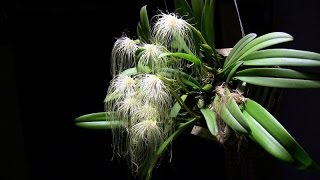 How I grow and bloom Bulbophyllum medusae [upl. by Crifasi751]