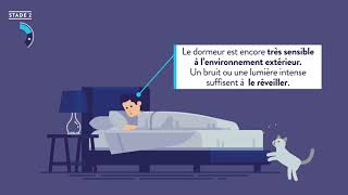 Les Cycles du sommeil [upl. by Ayanal]