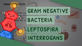 Gram Negative Bacteria Leptospira interrogans [upl. by Neelahtak]