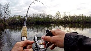 Bank Fishing for HUGE Carp 100lbs of Carp [upl. by Mcclenaghan]