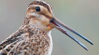 Bird sounds  Common Snipe call [upl. by Plank]