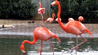 Flamingo bird sound  call  noise  American [upl. by Nnaul]