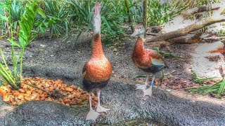 Black Bellied Whistling Duck Call [upl. by Ymer55]