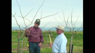 Pistachio Pruning amp Training  Years 1 amp 2 [upl. by Hgielek]