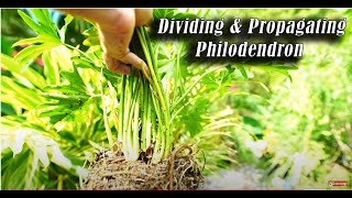 How to Divide Philodendron bipinnatifidum PropagatingDividing Philodendrons [upl. by Bergmans]