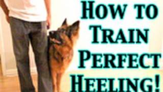 How To Train Any Dog To Heel PERFECTLY [upl. by Yorled215]