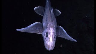 Chimaera Ghost Shark  The sharks forgotten cousin with a cartilaginous skeleton [upl. by Nnaarat459]