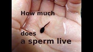 How much sperm live [upl. by Ailel]