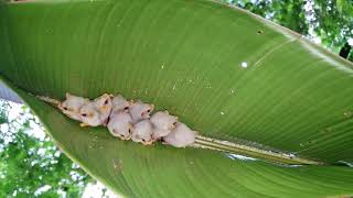 Honduran White Bats in Costa Rica [upl. by Cruce]