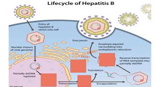 Receptor Mediated Endocytosis  LDL  Low Density Lipoprotein [upl. by Aissej]