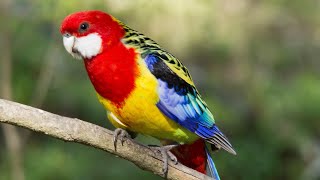 Eastern Rosella  A colorful visitor in my garden [upl. by Oxley]