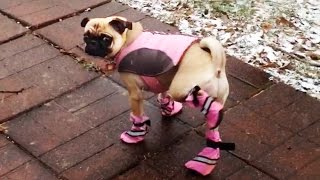 Dogs Try Booties For The First Time [upl. by Ubana]