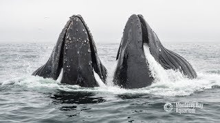 Humpback Whales Lunge Feeding In Monterey Bay [upl. by Brigitta]