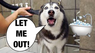 Grooming My Husky Goes Wrong SHE SCREAMS 😱🤣 [upl. by Aehcim716]