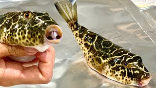 PUFFER Fish INSANELY POISONOUS Catch Clean And Cook [upl. by Simpkins725]