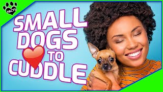 Top 10 Small Dogs That Love to Cuddle  Most Affectionate Small Dog Breeds [upl. by Bradney]