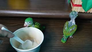 COMO DARLE COMIDA🍵 A PERICOS VERDES BEBES🐣 ¿Cuántas veces al día deben comer CONSEJOS PRACTICOS😍 [upl. by Ayna]