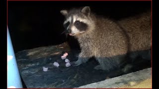 Wednesday Baby Raccoons [upl. by Yrollam]