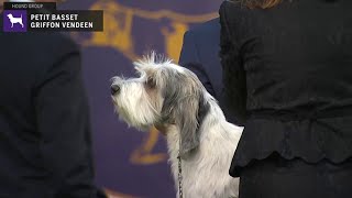 Petit Basset Griffon Vended  Breed Judging 2020 [upl. by Attoynek599]