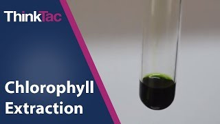 Chlorophyll Extraction  ThinkTac  Science Experiment [upl. by Vevay62]