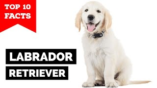 Labrador Retriever  Top 10 Facts [upl. by Mouldon]