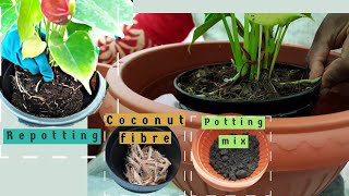 How Should I Repot My AnthuriumLaceleaf Plant [upl. by Navar394]