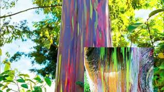 RAINBOW TREE EUCALYPTUS DEGLUPTA UNUSUAL TREE NATIVE TO THE PHILIPPINES [upl. by Cyrilla154]