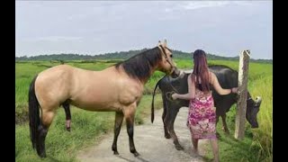 My sister training care her lovely horse in beginner 2021 [upl. by Leciram]