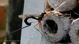 Parasitoid Wasps [upl. by Benioff]