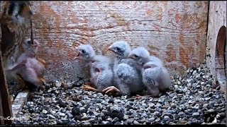 Cornell Kestrel Cam  Two Feedings  Junior Goes On Wild Ride Again Big Bites Long Pulls 62418 [upl. by Arbuckle]