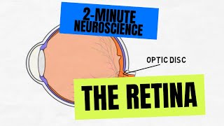 2Minute Neuroscience The Retina [upl. by Annadroj]