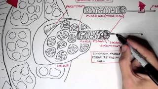 Myology  Skeletal Muscle Structure [upl. by Yesrej]