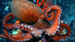 Monster Brain The Mysterious Lives Of Octopuses  Octopus Author [upl. by Oiracam220]