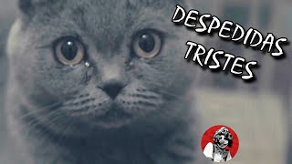 Las 6 despedidas de gatitos más tristes y dolorosas  Oscar Jack [upl. by Schnell379]