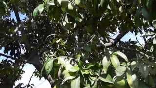 Sapote Tree Suebelle [upl. by Tarrah]