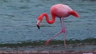 Flamingo Feeding in Galápagos [upl. by Otilopih]