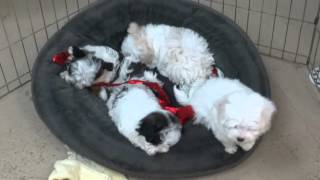 8 week old Maltipoo puppies [upl. by Eahsram]