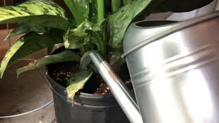 Neem Oil Drench  How to Kill amp Prevent Fungus Gnats [upl. by Buehrer]