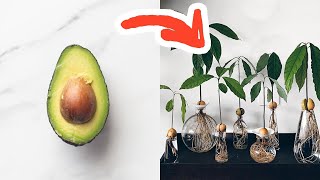 The FASTEST Way To Grow An Avocado [upl. by Leahcimdivad]