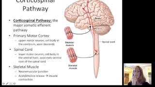 Lecture12 Efferent Nervous System [upl. by Hajan]