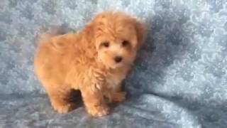 Maltipoo puppies available for adoption [upl. by Stucker805]