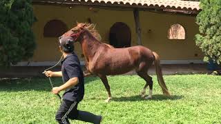 Documental Caballo Peruano De Paso [upl. by Ocana792]